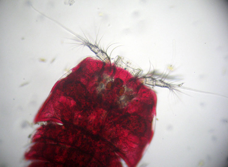 Peltidium purpureum, copepode marino